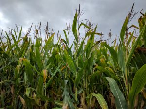 Corn Harvest, by Lotto Productions